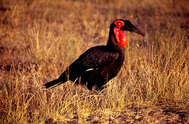 Kruger National Park, South Africa, Jacek Piwowarczyk, 1994