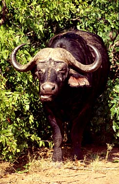 Kruger National Park, South Africa, Jacek Piwowarczyk, 1994