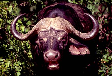 Kruger National Park, South Africa, Jacek Piwowarczyk, 1994