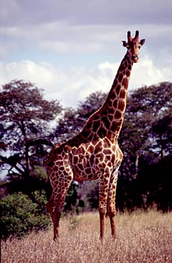 Kruger National Park, South Africa, Jacek Piwowarczyk, 1994