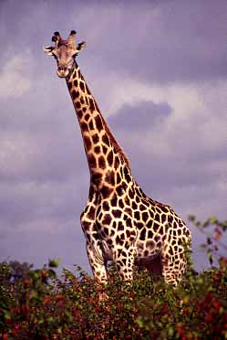 Kruger National Park, South Africa, Jacek Piwowarczyk, 1994