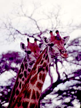 Kruger National Park, South Africa, Jacek Piwowarczyk, 1994