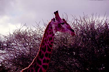 Kruger National Park, South Africa, Jacek Piwowarczyk, 1994