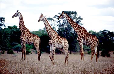 Kruger National Park, South Africa, Jacek Piwowarczyk, 1994