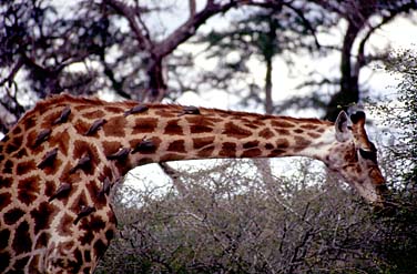 Kruger National Park, South Africa, Jacek Piwowarczyk, 1994