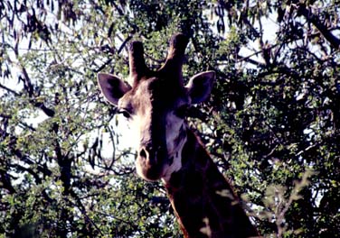 Kruger National Park, South Africa, Jacek Piwowarczyk, 1994