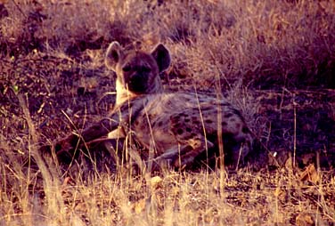 Kruger National Park, South Africa, Jacek Piwowarczyk, 1994