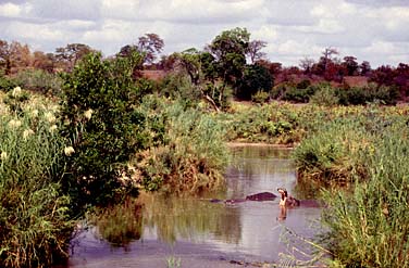 Kruger National Park, South Africa, Jacek Piwowarczyk, 1994