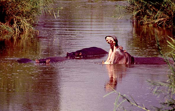 Kruger National Park, South Africa, Jacek Piwowarczyk, 1994