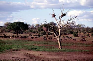 Kruger National Park, South Africa, Jacek Piwowarczyk, 1994