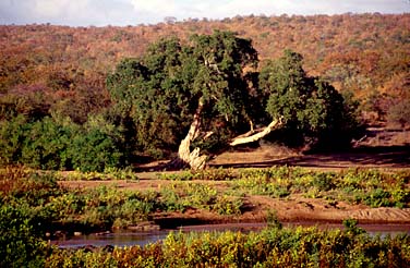 Kruger National Park, South Africa, Jacek Piwowarczyk, 1994