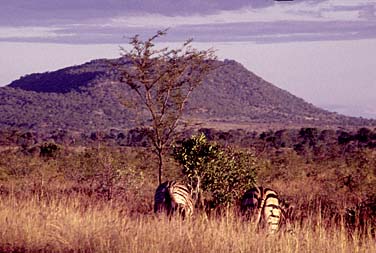 Kruger National Park, South Africa, Jacek Piwowarczyk, 1994