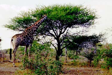 Kruger National Park, South Africa, Jacek Piwowarczyk, 1994