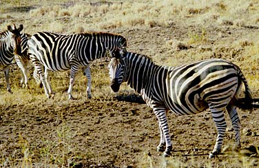 Kruger National Park, South Africa, Jacek Piwowarczyk, 1994