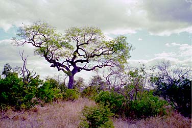 Kruger National Park, South Africa, Jacek Piwowarczyk, 1994