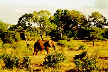 Kruger National Park, South Africa, Jacek Piwowarczyk, 1994