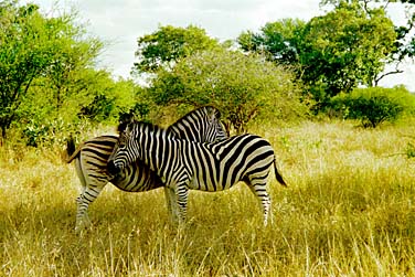 Kruger National Park, South Africa, Jacek Piwowarczyk, 1994
