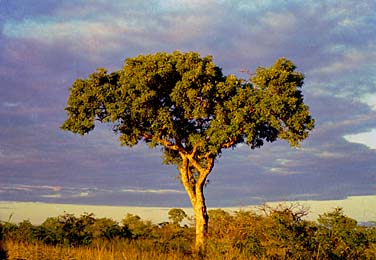 Kruger National Park, South Africa, Jacek Piwowarczyk, 1994