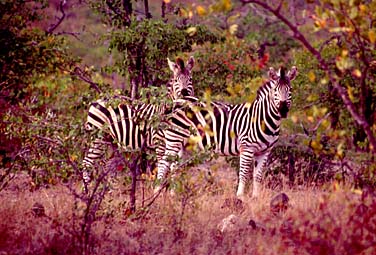 Kruger National Park, South Africa, Jacek Piwowarczyk, 1994