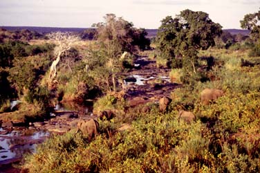 Kruger National Park, South Africa, Jacek Piwowarczyk, 1994