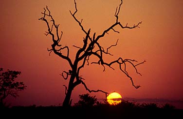 Kruger National Park, South Africa, Jacek Piwowarczyk, 1994