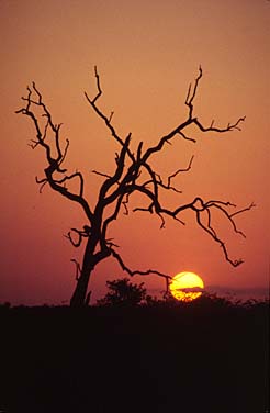 Kruger National Park, South Africa, Jacek Piwowarczyk, 1994