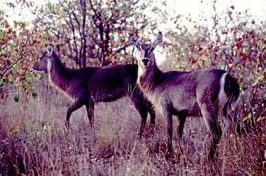 Kruger National Park, South Africa, Jacek Piwowarczyk, 1994
