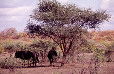 Kruger National Park, South Africa, Jacek Piwowarczyk, 1994