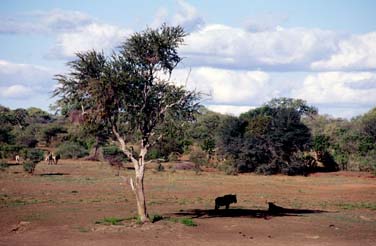 Kruger National Park, South Africa, Jacek Piwowarczyk, 1994