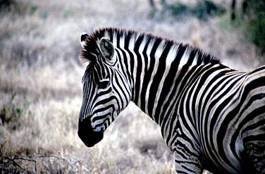 Kruger National Park, South Africa, Jacek Piwowarczyk, 1994