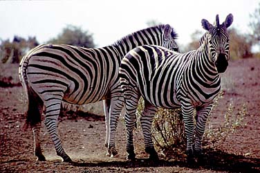 Kruger National Park, South Africa, Jacek Piwowarczyk, 1994