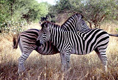 Kruger National Park, South Africa, Jacek Piwowarczyk, 1994
