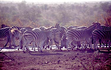 Kruger National Park, South Africa, Jacek Piwowarczyk, 1994