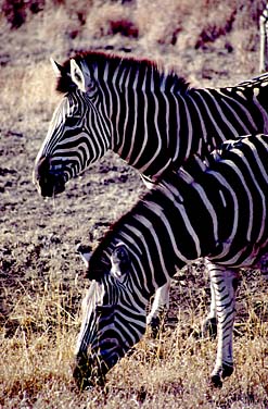 Kruger National Park, South Africa, Jacek Piwowarczyk, 1994