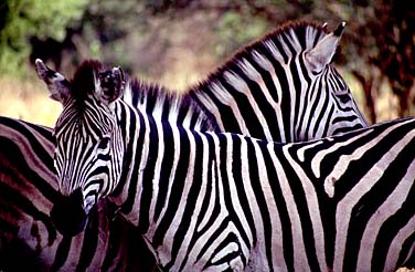 Kruger National Park, South Africa, Jacek Piwowarczyk, 1994