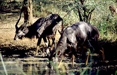 Mkuzi Game Reserve, South Africa, Jacek Piwowarczyk, 1994