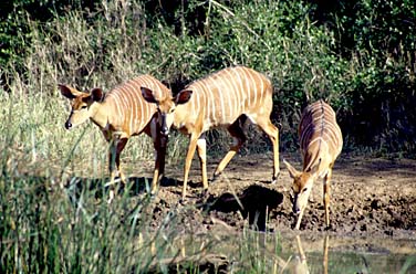 Mkuzi Game Reserve, South Africa, Jacek Piwowarczyk, 1994