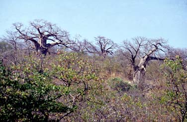 Northern Transvaal, South Africa, Jacek Piwowarczyk, 1994