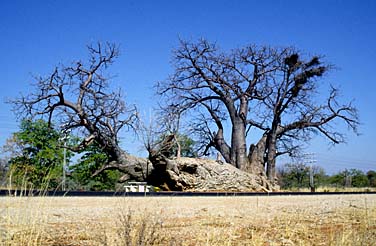 Northern Transvaal, South Africa, Jacek Piwowarczyk, 1994