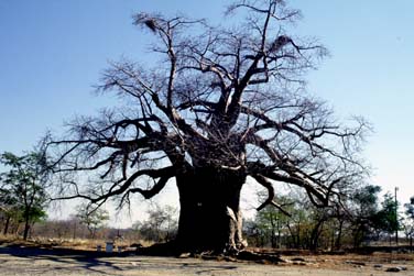 Northern Transvaal, South Africa, Jacek Piwowarczyk, 1994