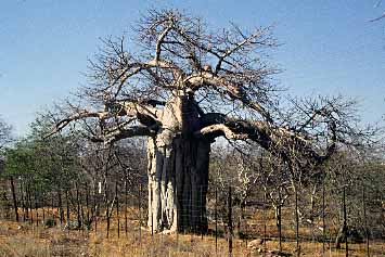 Northern Transvaal, South Africa, Jacek Piwowarczyk, 1994