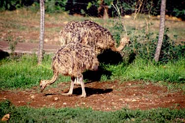 Outdaoorn, South Africa, Jacek Piwowarczyk, 1994