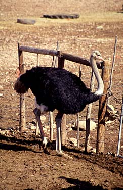 Outdaoorn, South Africa, Jacek Piwowarczyk, 1994