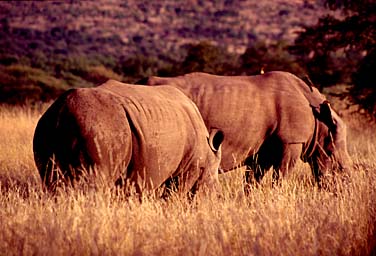 Pilansberg National Park, South Africa, Jacek Piwowarczyk, 1994