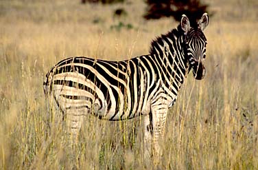 Pilansberg National Park, South Africa, Jacek Piwowarczyk, 1994