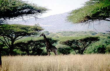 Umfolozi Game Reserve, South Africa, Jacek Piwowarczyk, 1994