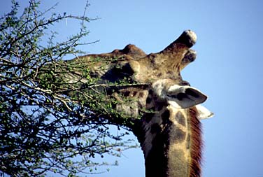 Umfolozi Game Reserve, South Africa, Jacek Piwowarczyk, 1994