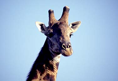 Umfolozi Game Reserve, South Africa, Jacek Piwowarczyk, 1994