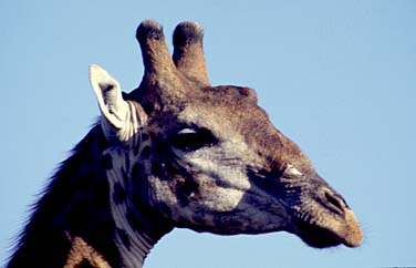 Umfolozi Game Reserve, South Africa, Jacek Piwowarczyk, 1994