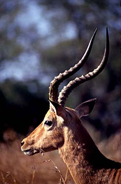 Umfolozi Game Reserve, South Africa, Jacek Piwowarczyk, 1994